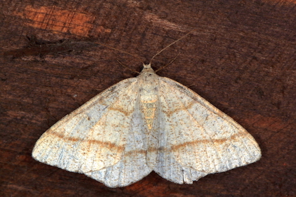 Geometridae - Itame sparsaria